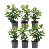 Livraison plante Dipladenia blanc - D12cm - plante fleurie d'extérieur