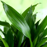 Livraison plante Dracaena fragrans Steudneri – Lot de 2 – Hauteur 50 - 55 cm