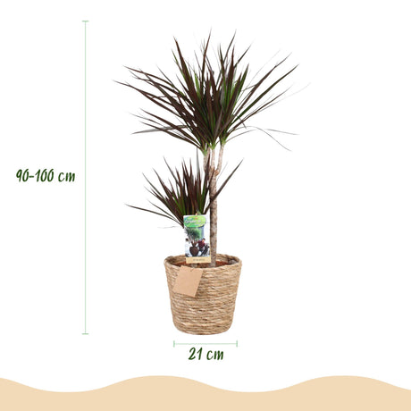 Livraison plante Dracaena Magenta et panier H90cm