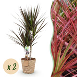 Livraison plante Dracaena Magenta – Lot de 2 – Pot 17 cm – Hauteur 70 - 80 cm