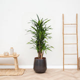 Livraison plante Dracaena Riki