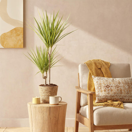 Livraison plante Dracaena Sunray et panier H75 cm