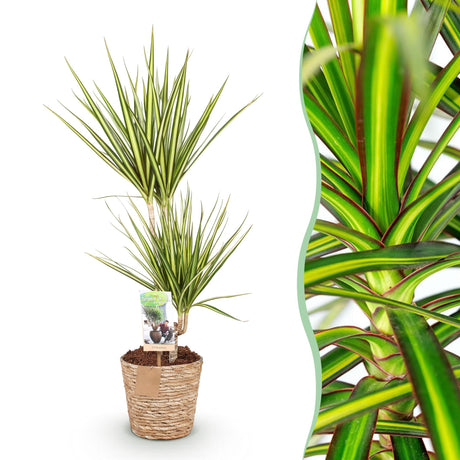 Livraison plante Dracaena Sunray et panier H75 cm