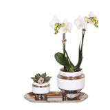 Livraison plante Ensemble orchidée blanche et succulente sur plateau argenté