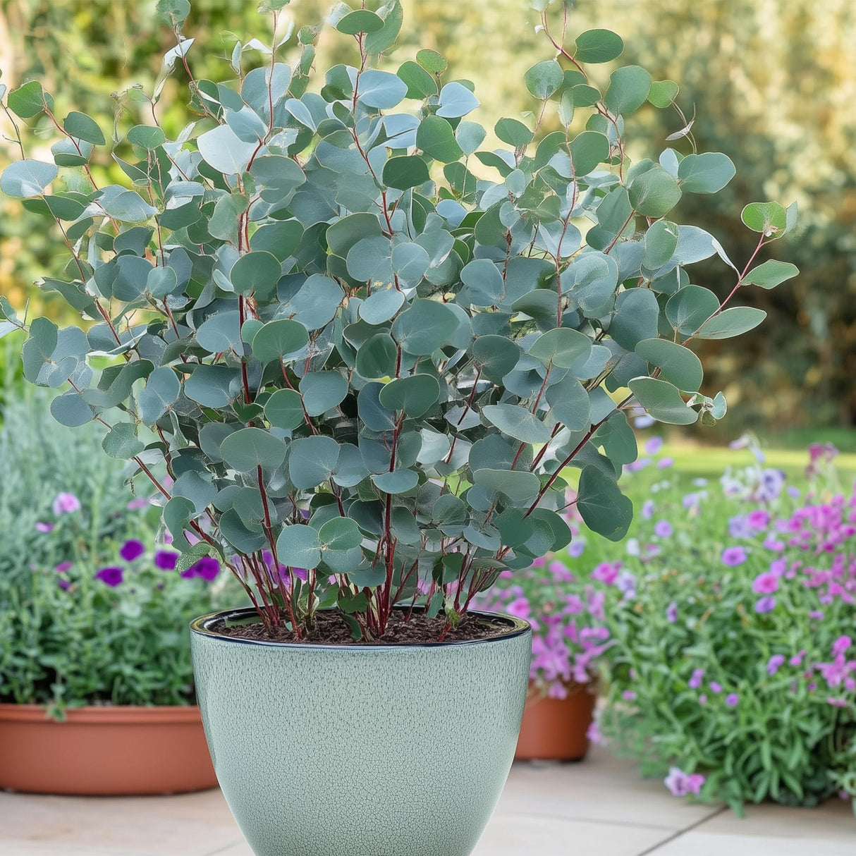 Livraison plante Eucalyptus gunnii – Lot de 2 – Pot 14 cm – Hauteur 30 cm