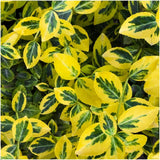 Livraison plante Euonymus fortunei 'Emerald Gold' - Lot de 6
