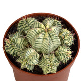 Livraison plante Euphorbe Meloformis Variegata