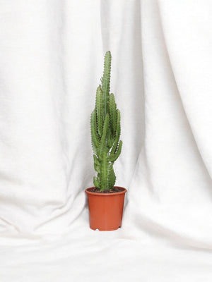 Euphorbe Trigona