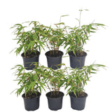 Livraison plante Fargesia Rufa lot de 24 bambou - Ø13 cm - ↕25 cm - plante d'extérieur