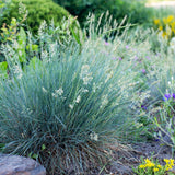 Livraison plante Festuca glauca Intense Blue – Lot de 1 – Pot 17 cm