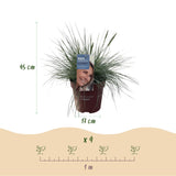 Livraison plante Festuca glauca Intense Blue – Lot de 1 – Pot 17 cm