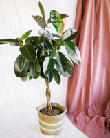 Livraison plante Ficus Elastica Burgundy tronc tressé h100cm