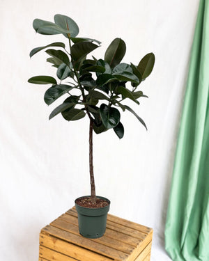 Ficus Elastica Robusta tronc