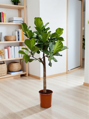 Ficus Lyrata boom