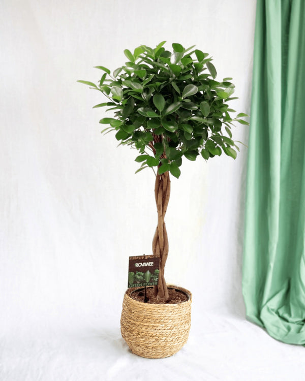 Ficus