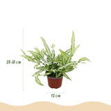 Livraison plante Fougère Pteris