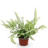 Livraison plante Fougère Pteris