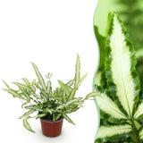 Livraison plante Fougère Pteris