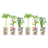 Livraison plante Fruitier tricolore – Lot de 6 – Pot 9 cm