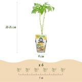Livraison plante Fruitier tricolore – Lot de 6 – Pot 9 cm