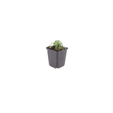 Livraison plante Geranium ballerine
