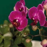 Livraison plante Gift set Hotel Chic | Orchidée Phalaenopsis Pourpre et Succulentes