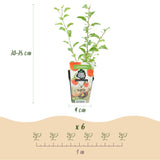 Livraison plante Goji Lycium barbarum – Lot de 6 – Pot 9 cm