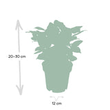 Livraison plante Grand Caféier Arabica