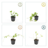 Livraison plante Grande Pervenche