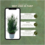Livraison plante Grands ifs h100cm pour 10 mètres linéaires de haie 25x12L