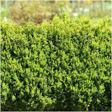 Livraison plante Haie Buxus Sempervirens X6