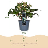 Livraison plante Hellébore Diamfire – Pot 19 cm – Hauteur 40 cm