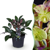 Livraison plante Hellébore livida Purple Marble – Pot 14 cm – Hauteur 35 cm