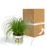 Livraison plante Herbe à chat