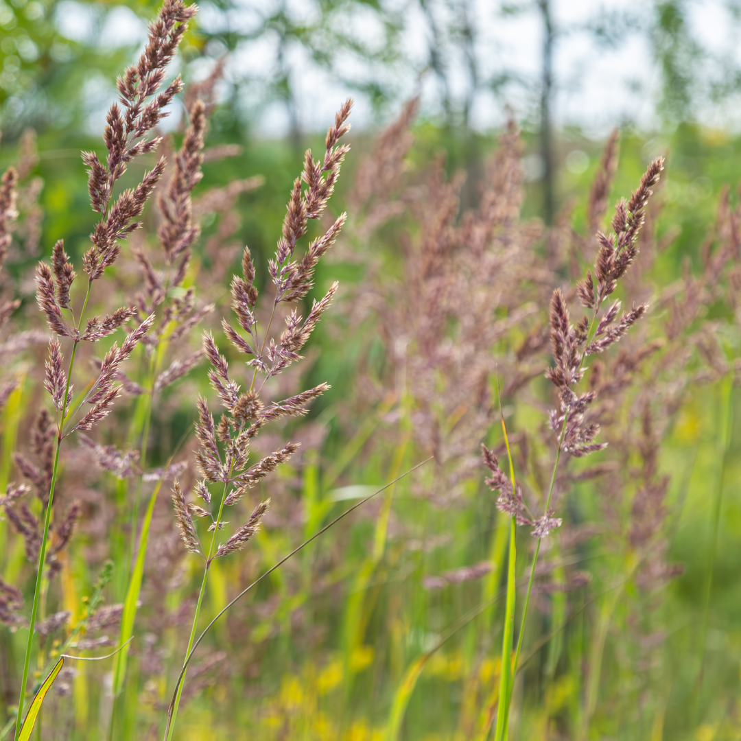 Livraison plante Herbe aux diamants