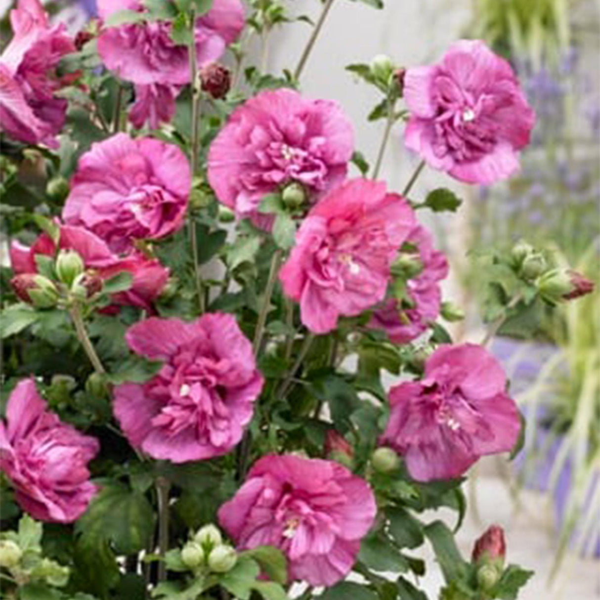 Livraison plante Hibiscus Magenta Chiffon® – Pot 19 cm – Hauteur 90 cm