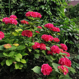 Livraison plante Hortensia macrophylla Rouge – Pot 17 cm – Hauteur 30 cm