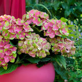 Livraison plante Hortensia Magical Green Fire – Pot 23 cm – Hauteur 55 cm