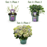 Livraison plante Hortensia Magical Jewel Blue – Pot 23 cm – Hauteur 55 cm
