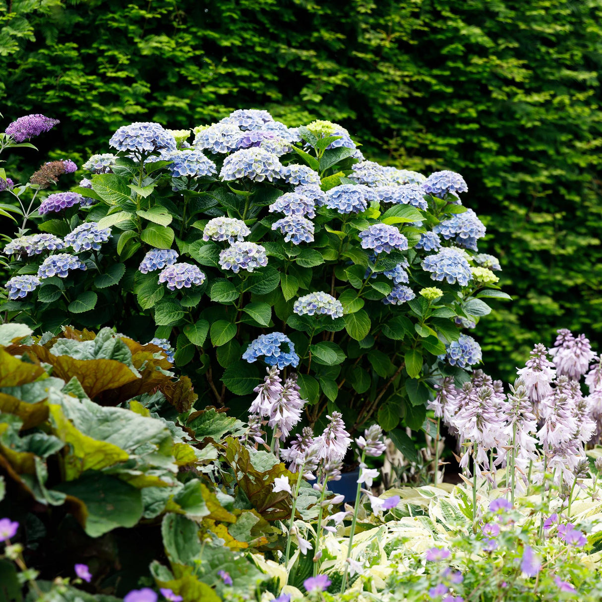 Livraison plante Hortensia Magical Revolution Blue – Pot 23cm – Hauteur 55cm