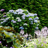 Livraison plante Hortensia Magical Revolution Blue – Pot 23cm – Hauteur 55cm