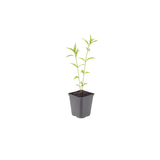 Livraison plante Kalimeris blue star