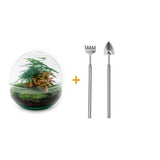 Livraison plante Kit Terrarium DIY - DOME