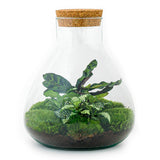 Livraison plante Kit Terrarium DIY - SAMA
