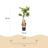 Livraison plante Kiwi doré Actinidia deliciosa – Lot de 2 – Pot 15 cm