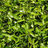 Livraison plante Laurier cerise h125cm pour 10 mètres linéaires de haie 25x12L