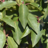 Livraison plante Laurier portugais h100cm pour 10 mètres linéaires de haie 25x12L