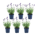 Livraison plante Lavande angustifolia Felice® lot de 6 - 12 cm - Plante fleurie extérieur