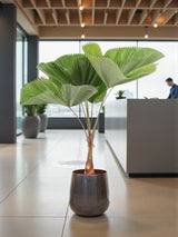 Livraison plante Licuala Grandis Palmier