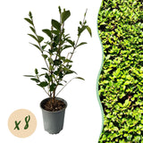 Livraison plante Ligustrum ovalifolium – Lot de 8 – Pot 9 cm – Hauteur 35 cm
